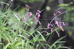 Anthogonium gracile